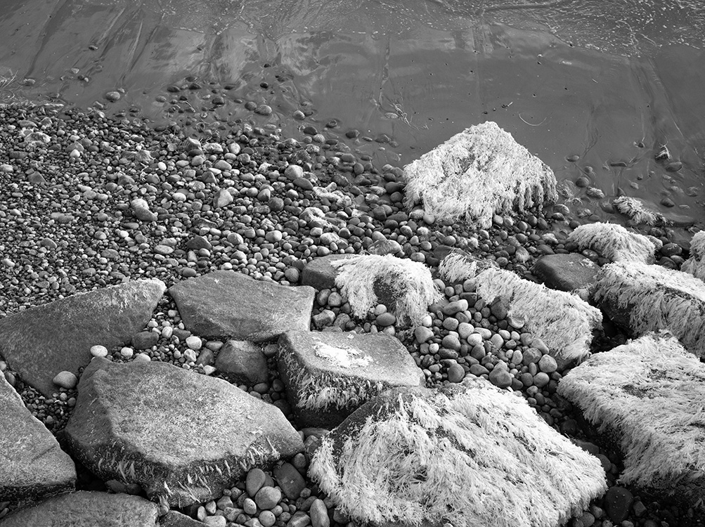 Infrared Photo of Rocks at Low Tide With Seaweed.